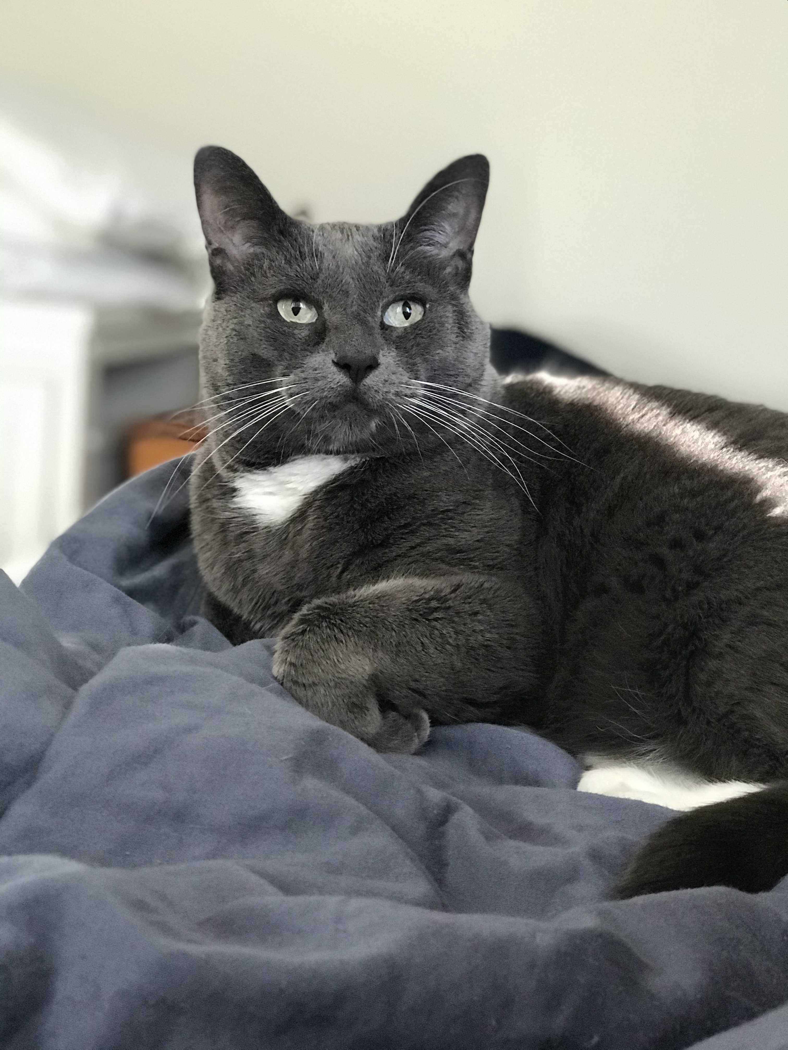 Whiskers the Cat