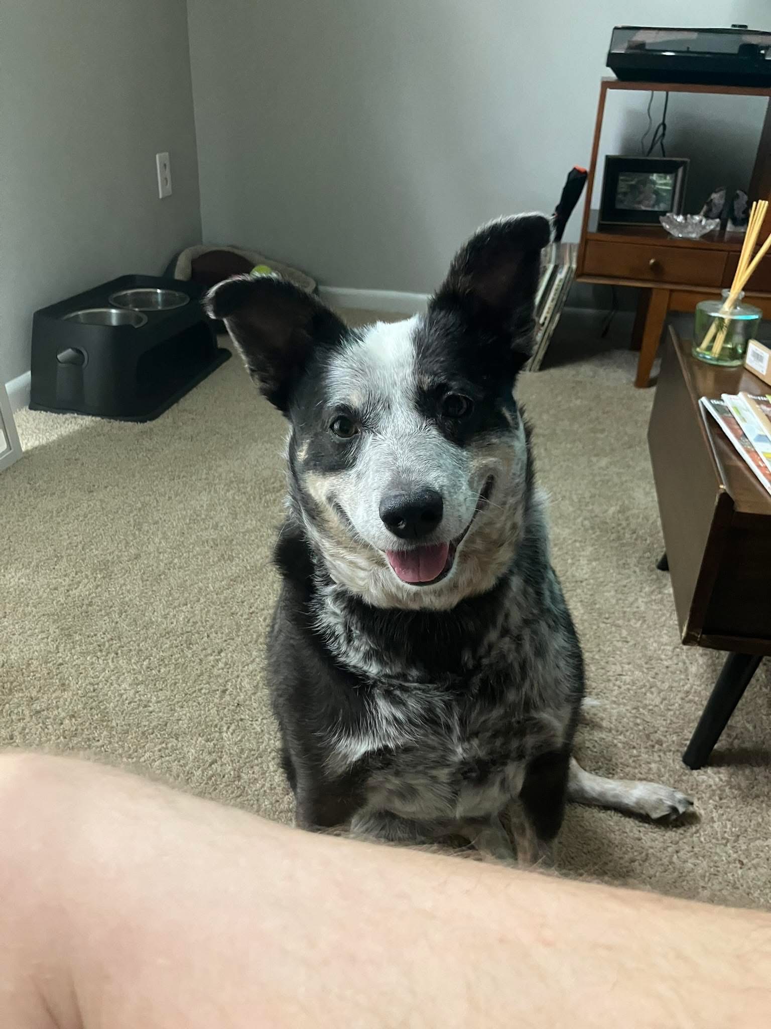 My dog before ear surgery! His name is spot.